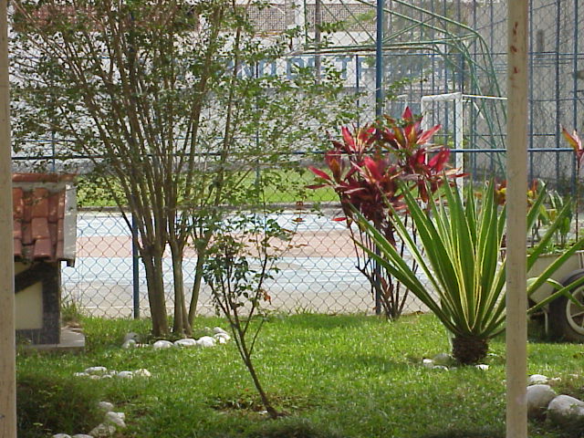 Um pouco de verde